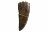 Serrated, Tyrannosaur Tooth - Judith River Formation, Montana #93732-1
